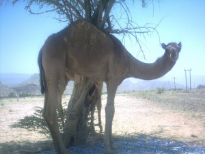 Ed in Oman